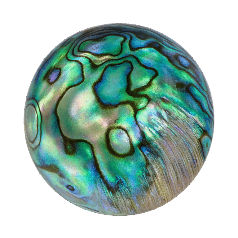 Seashell Stone